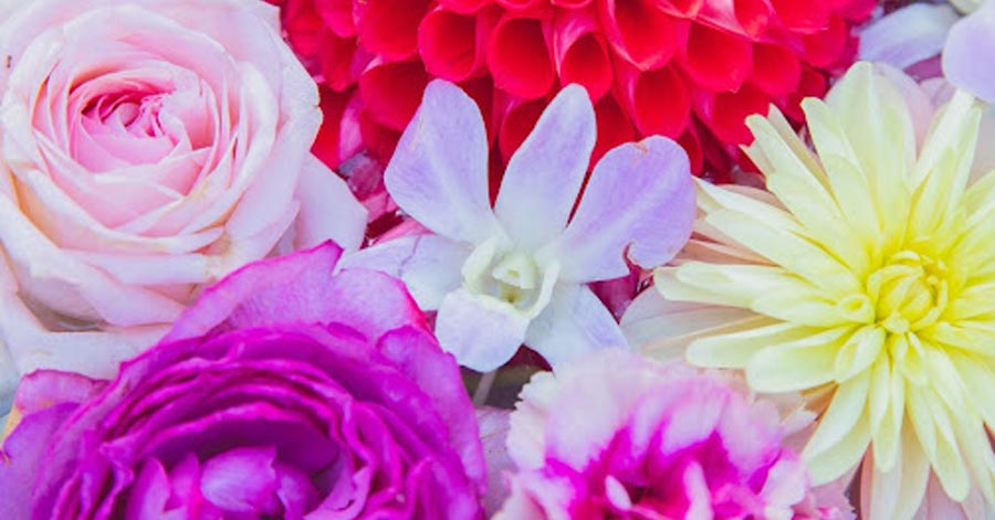 A photo of different kinds of flowers.